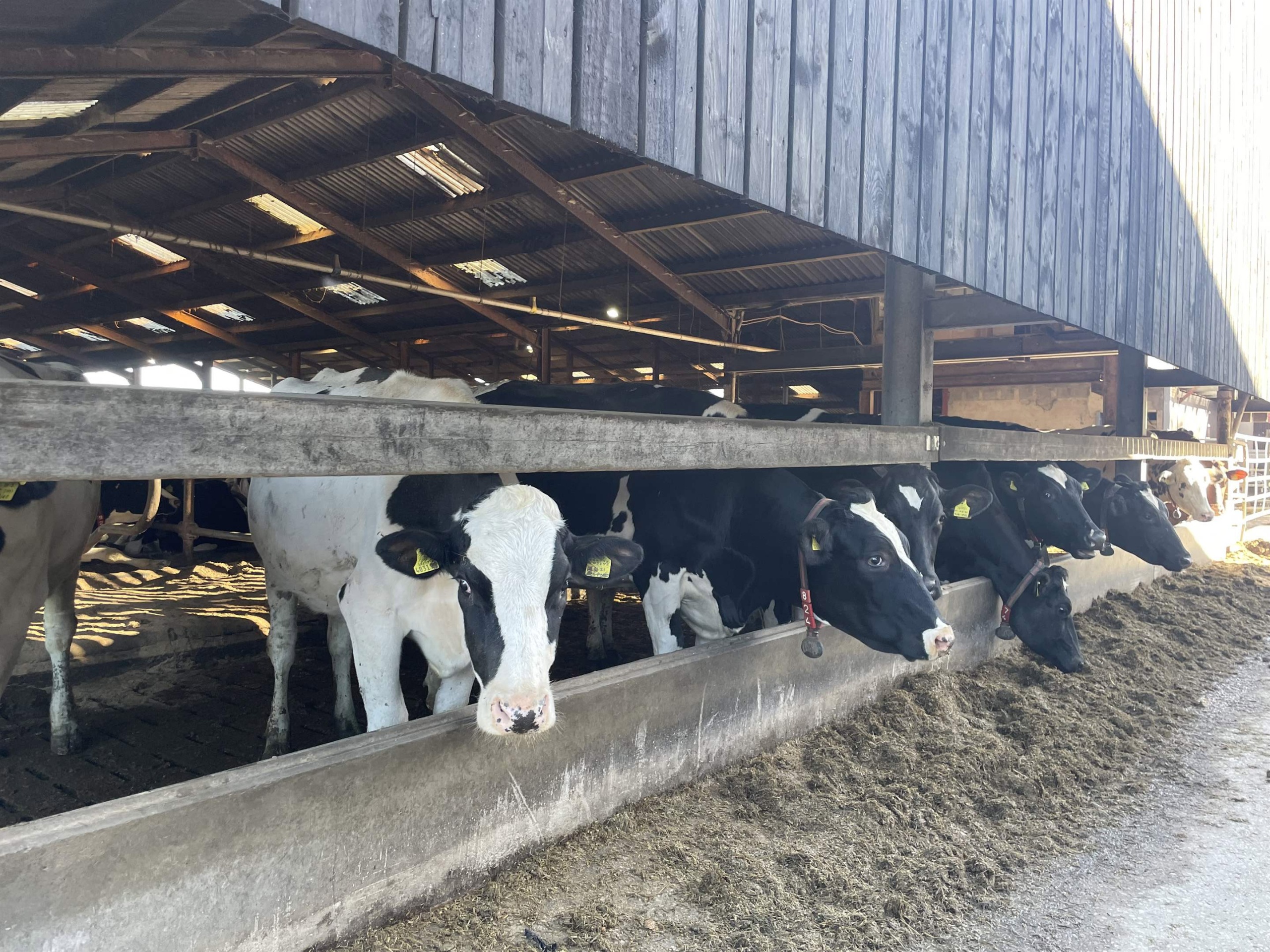 cow barn at little town dairy