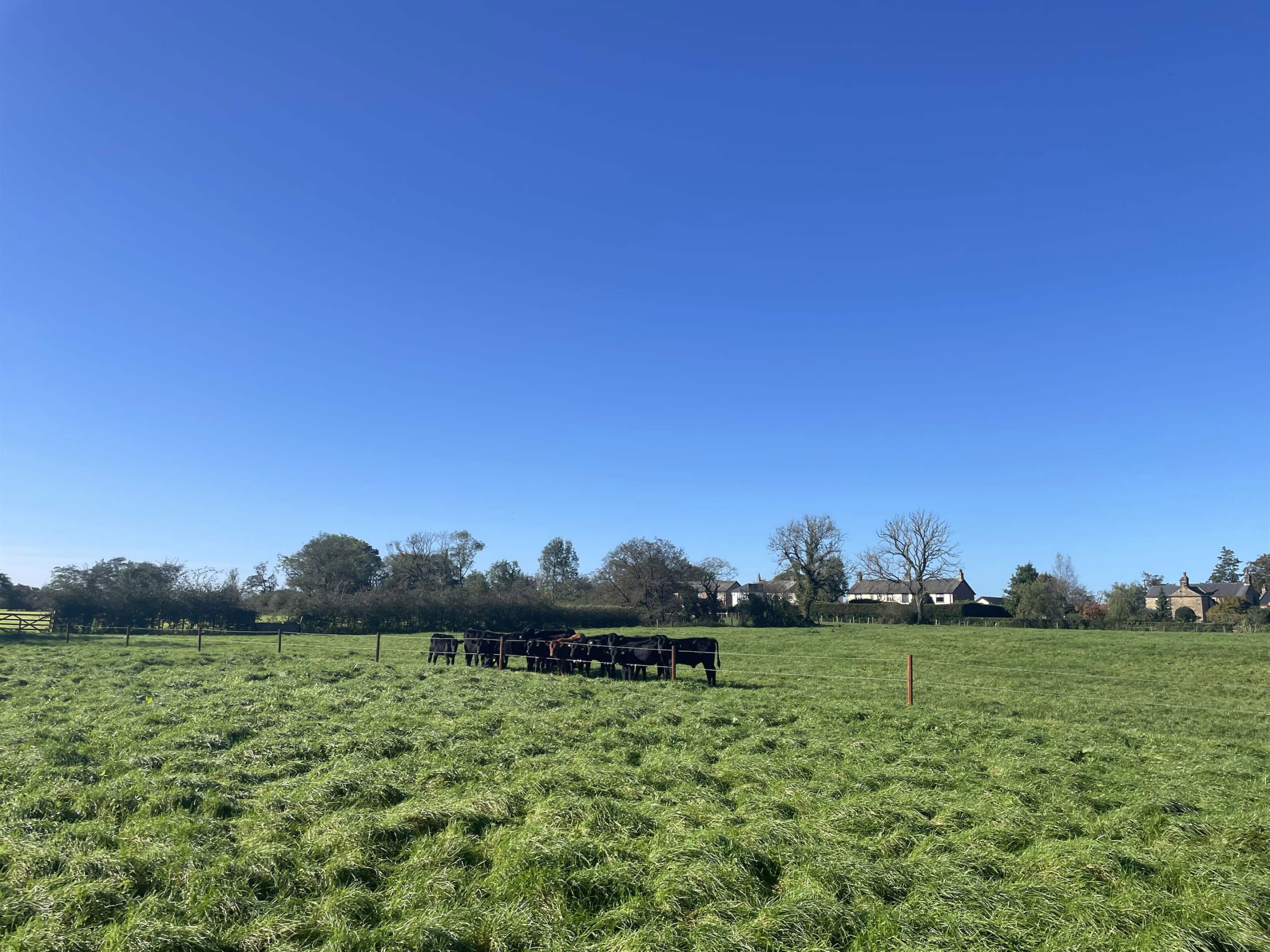 cows in a field