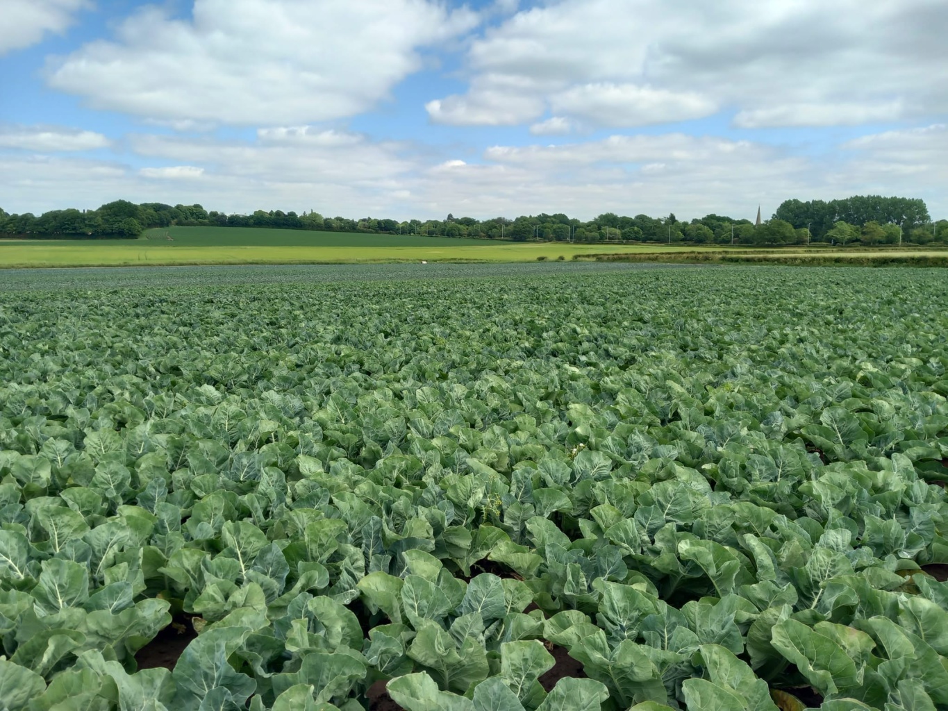 fields of lettuce