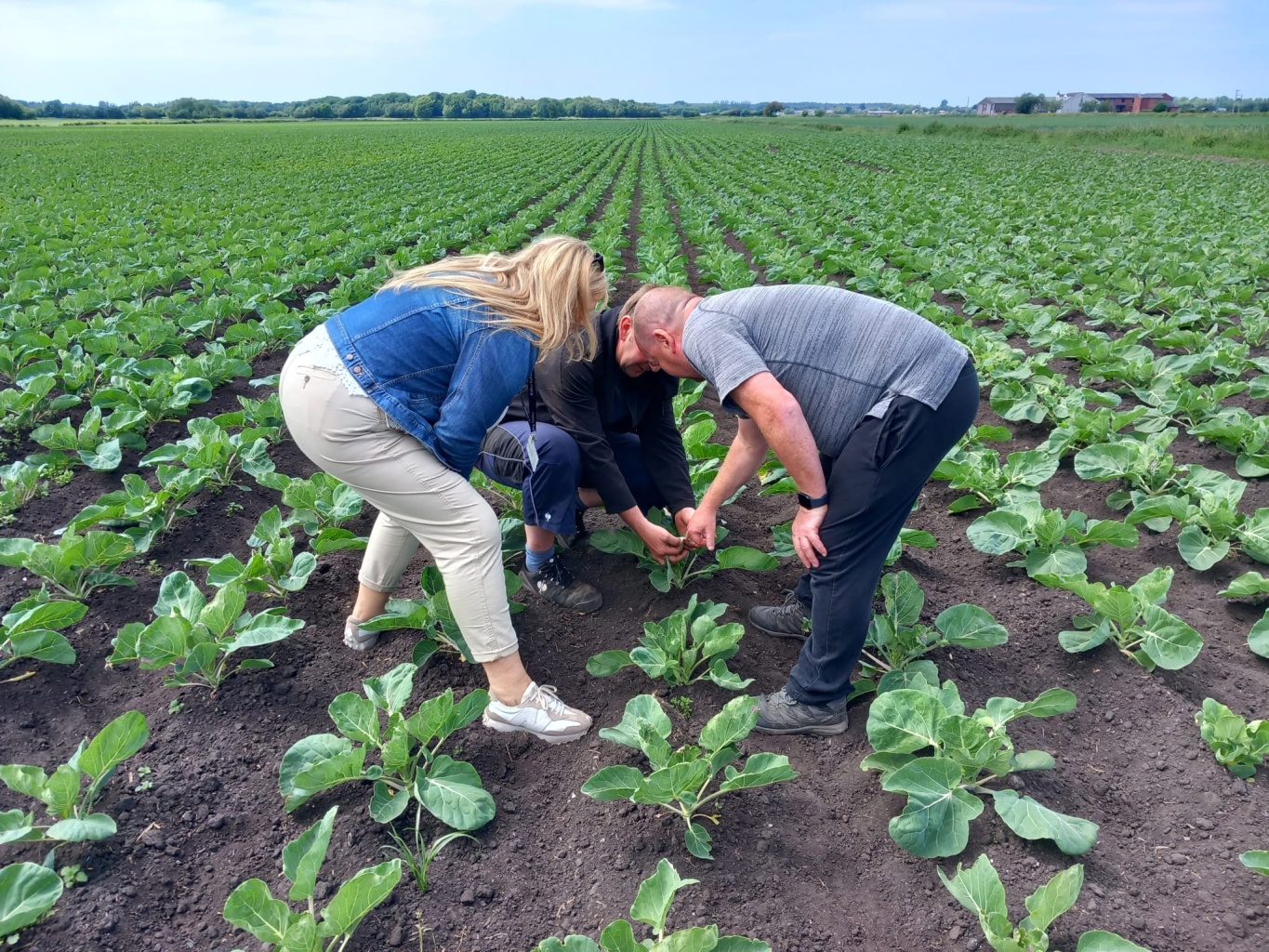 prescott farm field full of vegetables