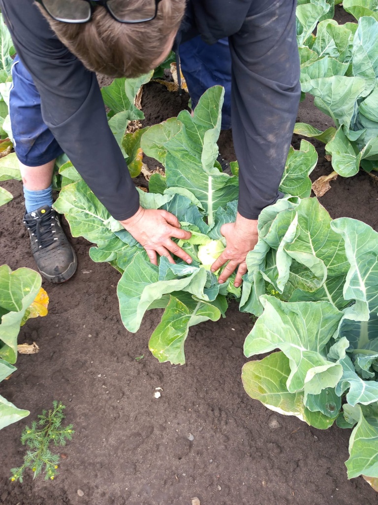 prescott farm vegetables