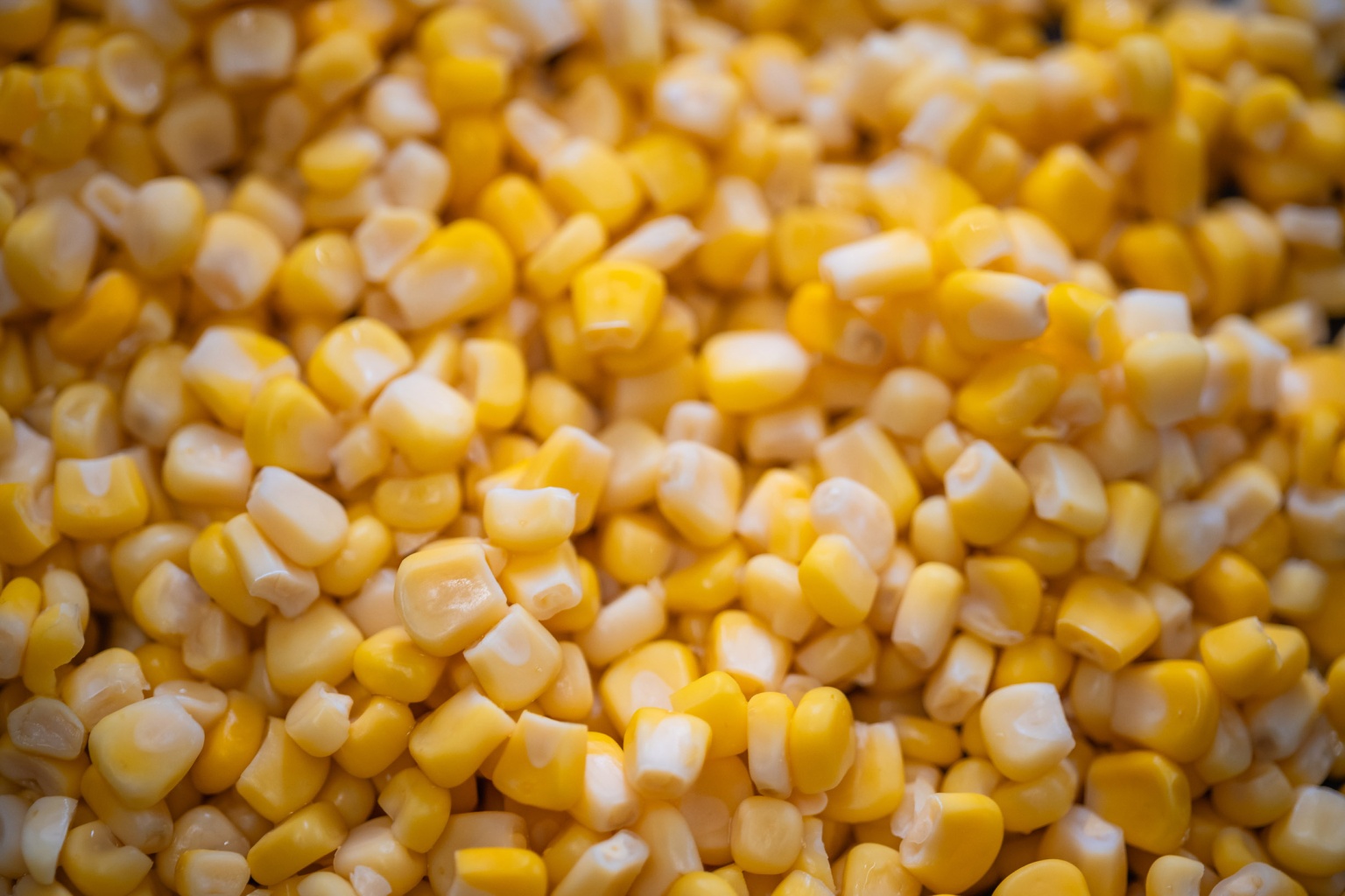 sweetcorn photo