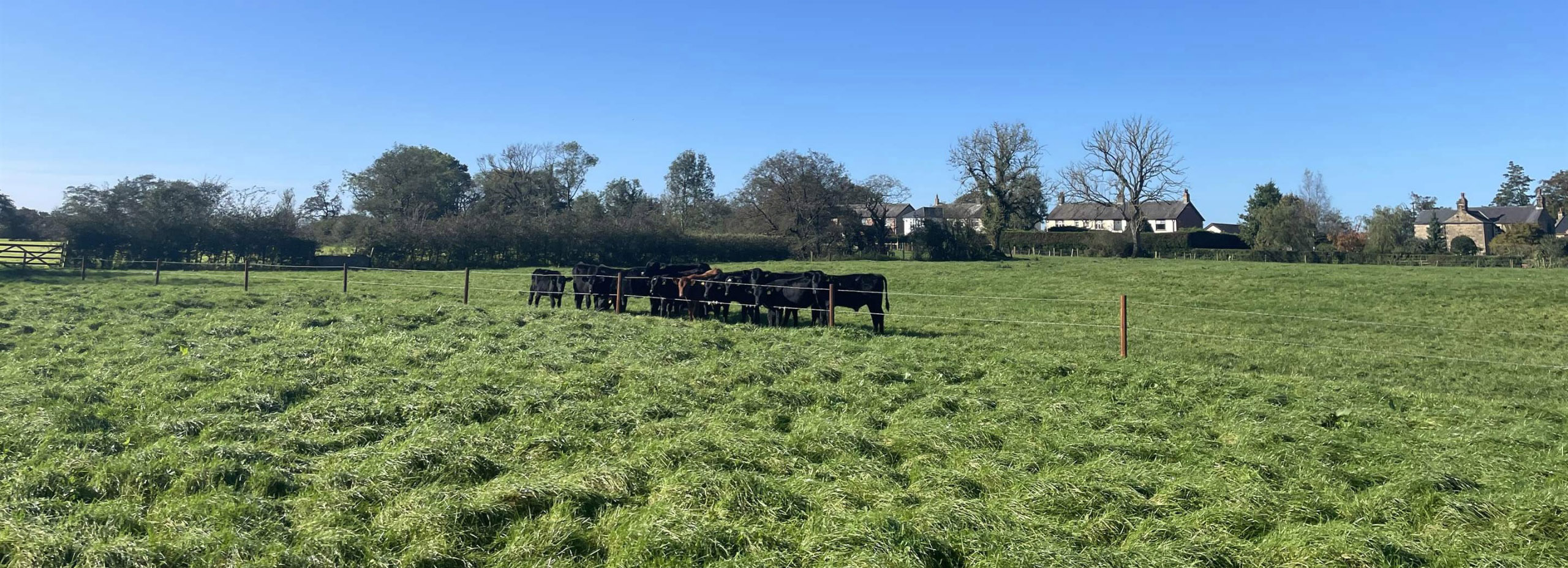 cows-in-a-field