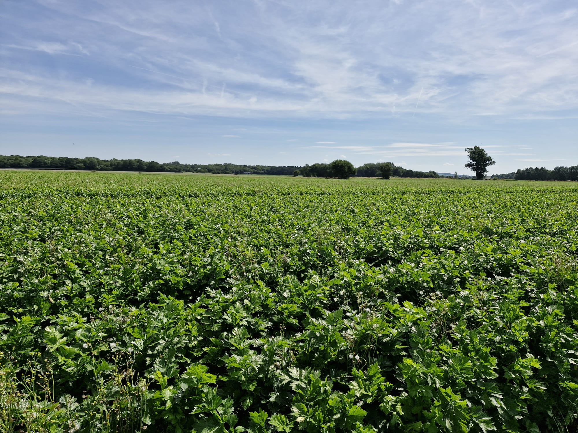 gore-hall-farm-field